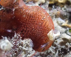 Watersipora subtorquata