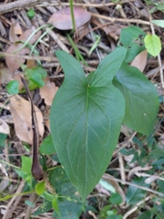 Typhonium eliosurum