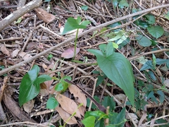 Typhonium eliosurum