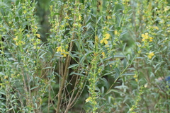 Heimia salicifolia