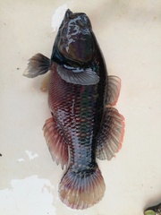 Dormitator latifrons