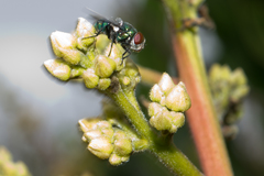 Chrysomya rufifacies