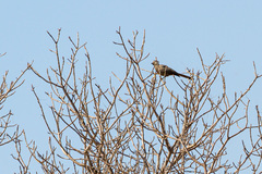 Corythaixoides concolor concolor