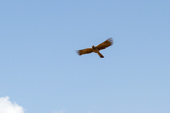 Corythaixoides concolor concolor