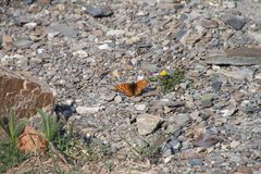 Boloria astarte