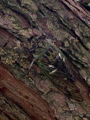 Neotibicen latifasciatus
