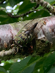 Neotibicen latifasciatus