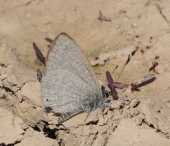 Pseudonacaduba sichela sichela