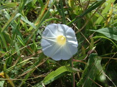 Ipomoea aristolochiifolia