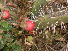 Opuntia guatemalensis