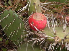 Opuntia guatemalensis