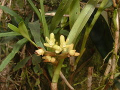 Epidendrum pseudoramosum