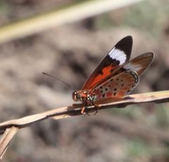 Acraea rhodesiana
