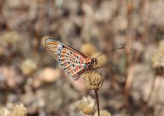 Acraea rhodesiana