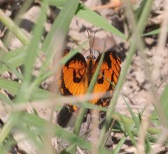 Byblia anvatara