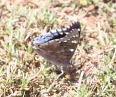 Charaxes guderiana guderiana