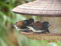 Spermestes bicolor nigriceps