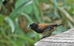 Spermestes bicolor nigriceps
