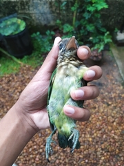 Psilopogon viridis