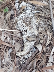Tiliqua