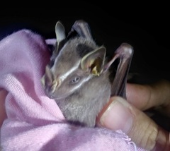 Davis's Tent-Making Bat photo 3