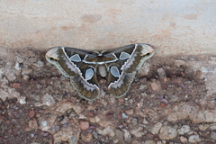 Rothschildia schreiteriana