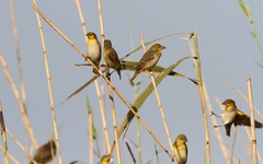 Ploceus cucullatus