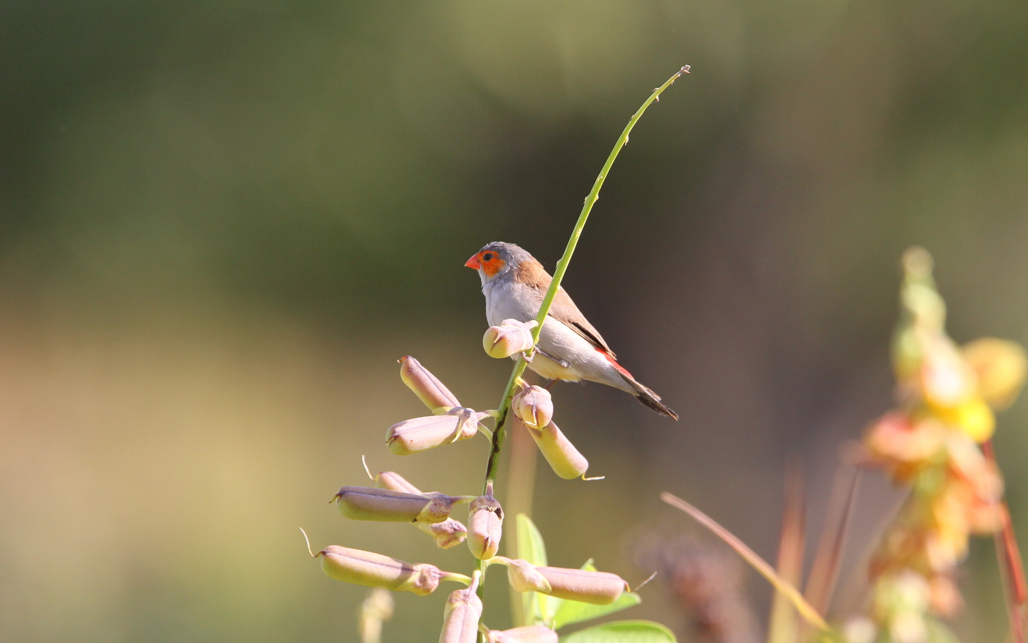 Orange-cheeked Waxbill (Estrilda melpoda)