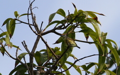 Pogoniulus chrysoconus