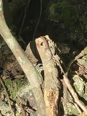 Emoia caeruleocauda