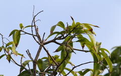 Pogoniulus chrysoconus