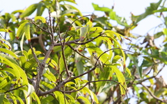 Pogoniulus chrysoconus