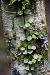 Metrosideros fulgens