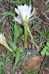 Echinopsis ancistrophora