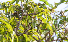 Pogoniulus chrysoconus