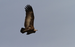 Necrosyrtes monachus