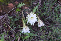Echinopsis ancistrophora