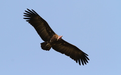 Necrosyrtes monachus