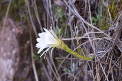 Echinopsis ancistrophora