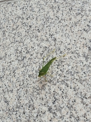 Sinochlora longifissa