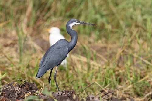 Garceta dimorfa (Egretta gularis)