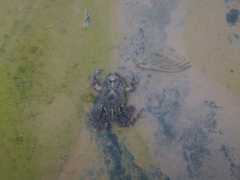 Pleurodema cinereum