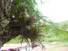 Tillandsia tenuifolia