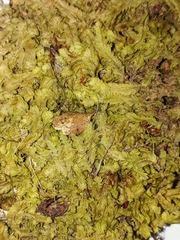 Heteroscyphus sinuosus