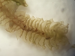 Heteroscyphus sinuosus