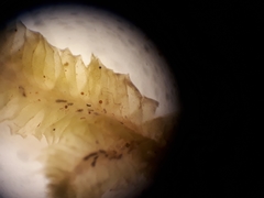 Heteroscyphus sinuosus