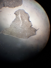 Heteroscyphus sinuosus