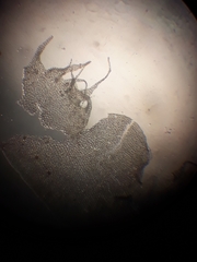 Heteroscyphus sinuosus