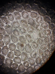 Heteroscyphus sinuosus