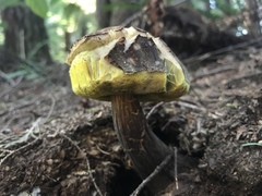 Aureoboletus mirabilis